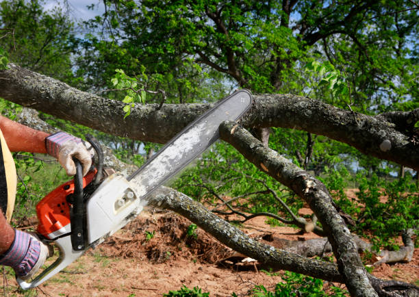 Best Dead Tree Removal  in China Lake Acres, CA